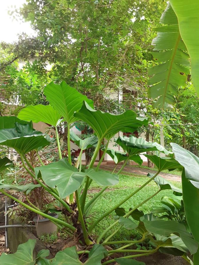 Yonara Green Rest Habarana Bagian luar foto